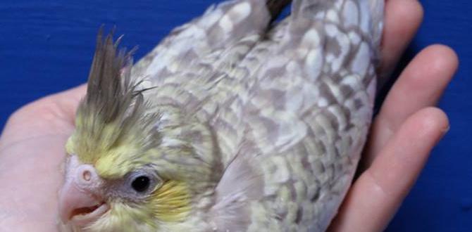 Visual guide to juvenile cockatiel mutations