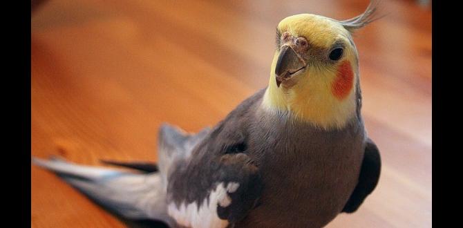 Visual guide to rare cockatiel colors Visual guide to rare cockatiel colors