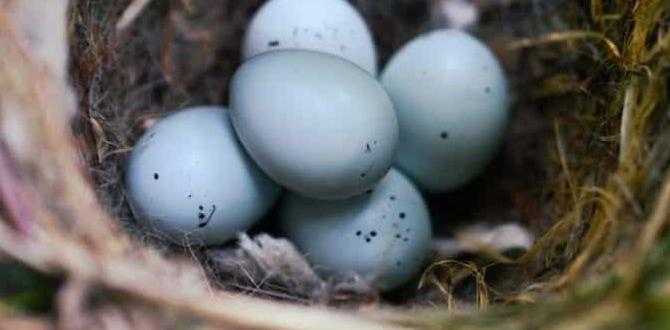 What age do cockatiels start laying eggs?