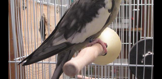 What are split cockatiels? What are split cockatiels?