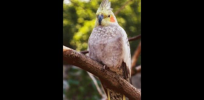 What causes rare cockatiel mutations? What causes rare cockatiel mutations?