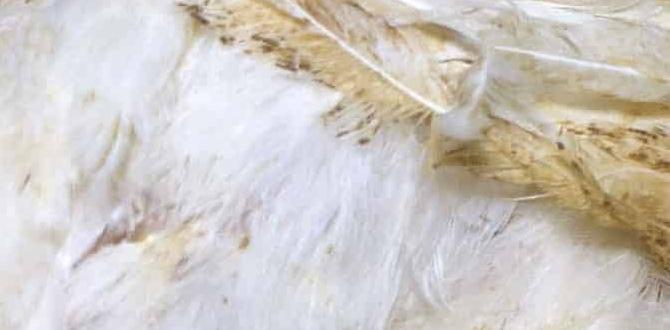 What causes sour crop in cockatiel chicks? What causes sour crop in cockatiel chicks?