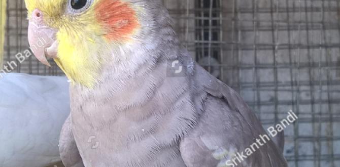 What does a bonded cockatiel pair look like? What does a bonded cockatiel pair look like?