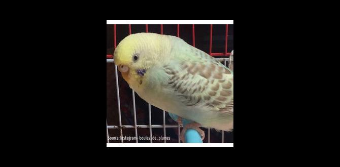 What does a cinnamon mutation look like?