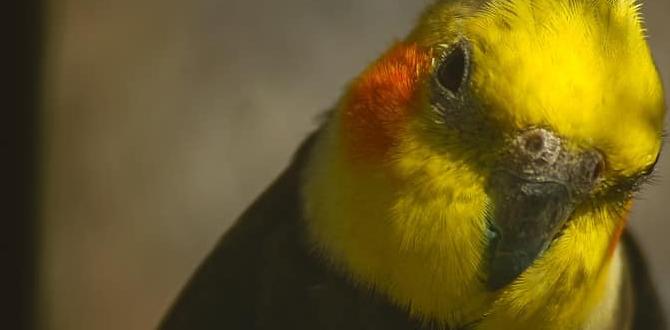 What does a juvenile cockatiel look like?