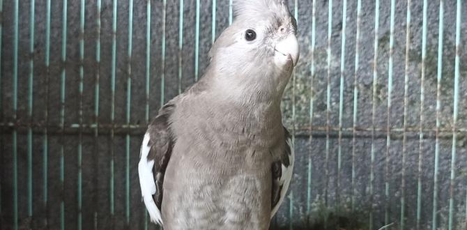 What does a silver cockatiel look like? What does a silver cockatiel look like?