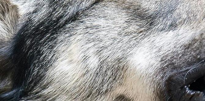 What does excessive vocalizing mean during mating? What does excessive vocalizing mean during mating?