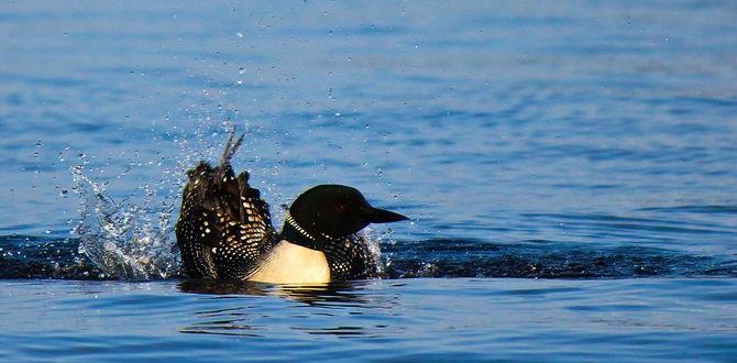 What does feather fluffing mean in mating? What does feather fluffing mean in mating?