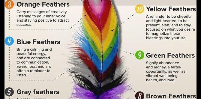 What does ‘split to’ mean in feather color context?