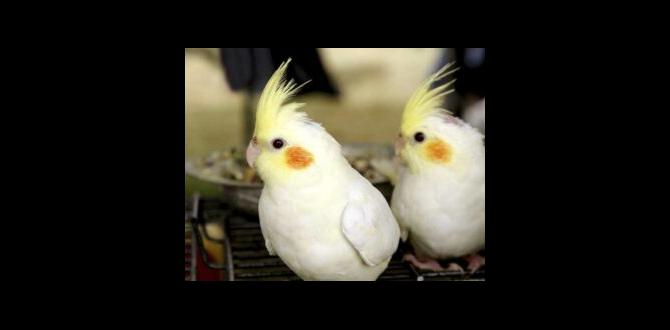 What happens if cockatiel lays eggs too frequently?