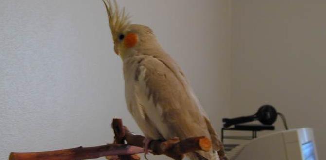 What is a cinnamon cockatiel? What is a cinnamon cockatiel?