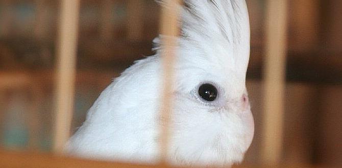 What is a clearwing cockatiel?