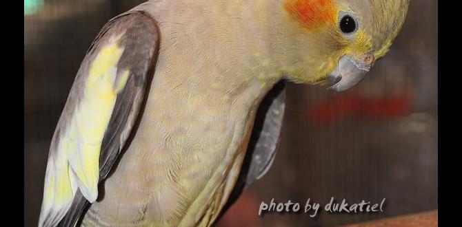 What is a dilute cockatiel? What is a dilute cockatiel?