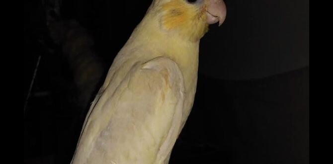 What is a double factor cockatiel?