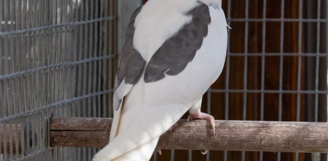 What is a heavy pied variation? What is a heavy pied variation?