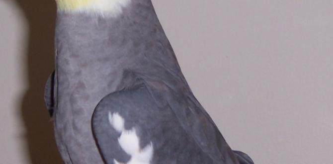 What is a lutino cockatiel? What is a lutino cockatiel?
