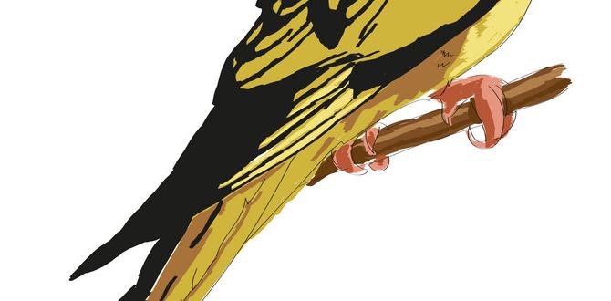 What is a mottled cockatiel? What is a mottled cockatiel?