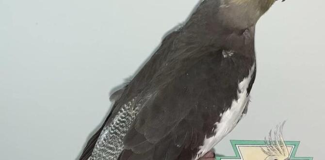 What is a pastel face pied cockatiel?