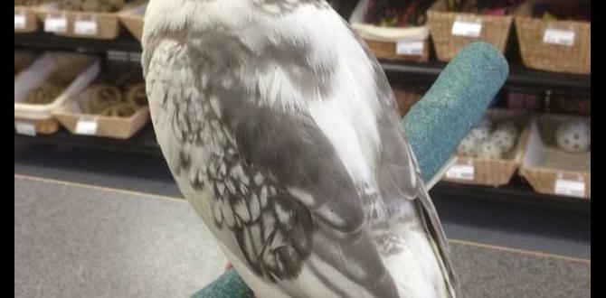 What is a pearl whiteface cockatiel?