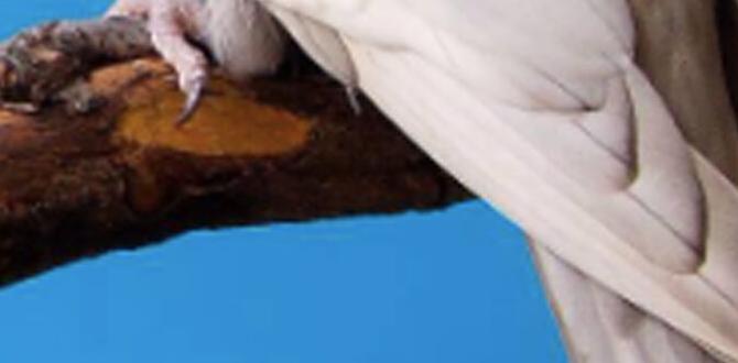 What is a rare color blend in cockatiels?