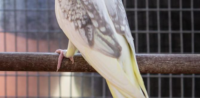 What is a rare opaline cockatiel?
