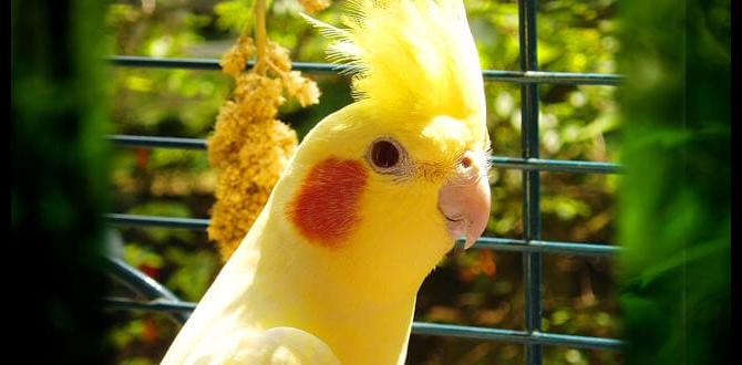 What is a smoky cockatiel?