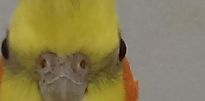 What is a split to cinnamon cockatiel? What is a split to cinnamon cockatiel?