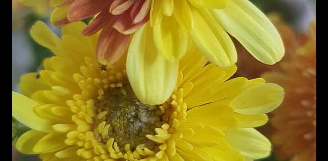 What is a yellow suffused mutation? What is a yellow suffused mutation?