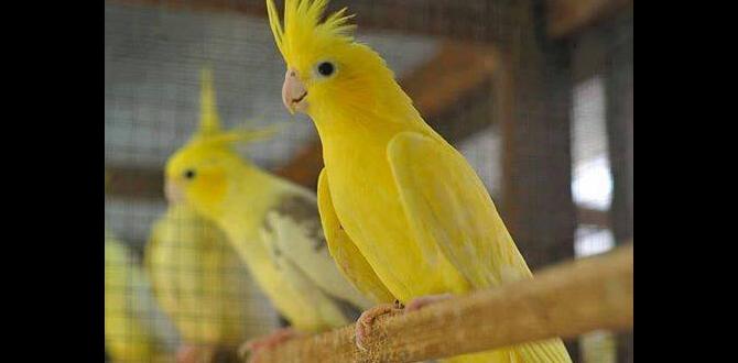 What is the oldest known cockatiel mutation?