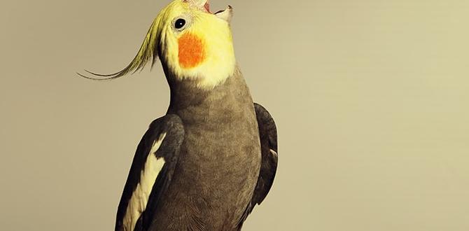 What sounds do cockatiels make when mating? What sounds do cockatiels make when mating?