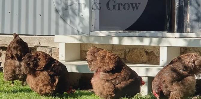 What to avoid during egg laying season