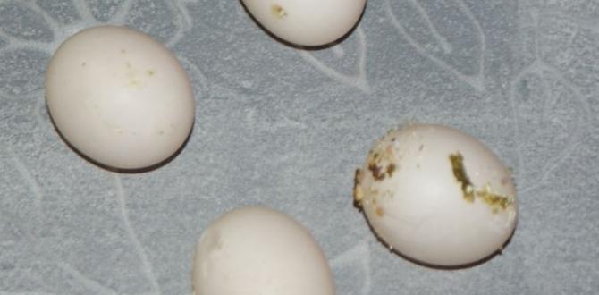 What to do if a cockatiel lays eggs on the cage floor