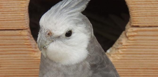 What to do if cockatiels don't mate