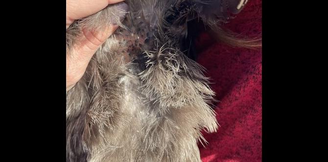 What to expect during chick feather molting What to expect during chick feather molting