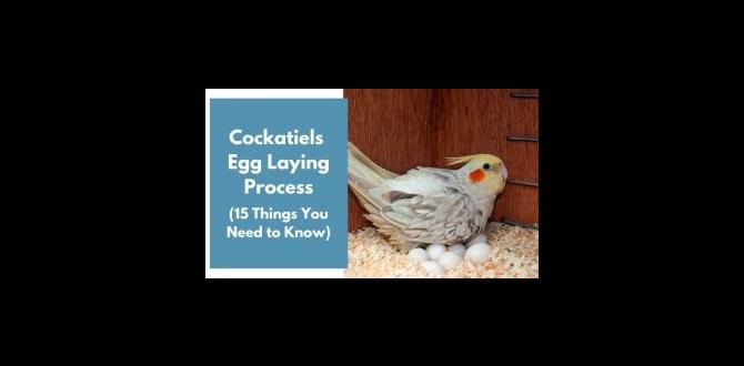 What triggers egg laying in cockatiels?
