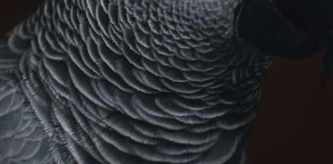 When do baby cockatiels grow feathers? When do baby cockatiels grow feathers?