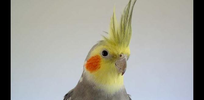 When do baby cockatiels start flying?