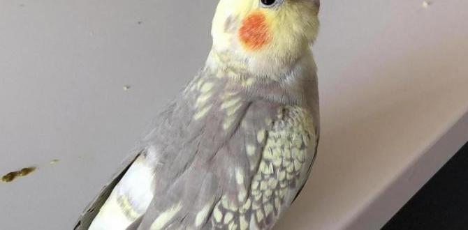 When should cockatiels stop laying eggs? When should cockatiels stop laying eggs?