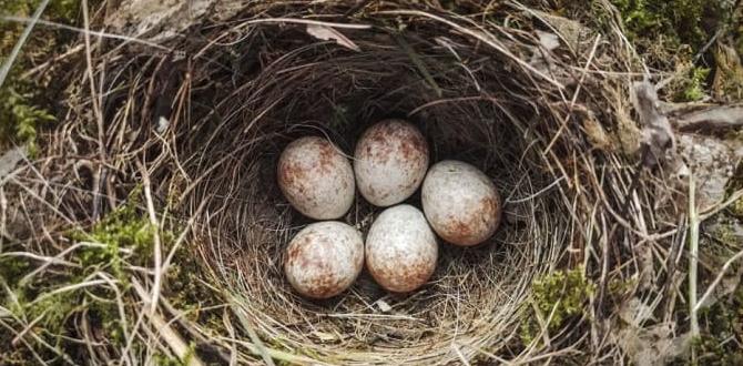 When to remove unhatched eggs from the nest