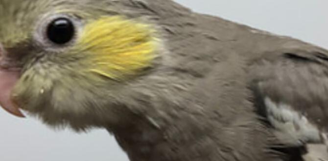 When to start identifying cockatiel mutations in chicks
