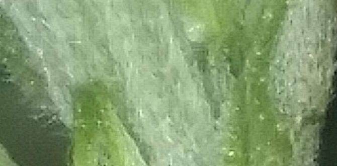 When to transition from formula to seed When to transition from formula to seed