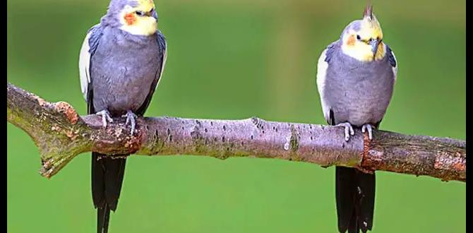 Which cockatiel color variation is most popular?