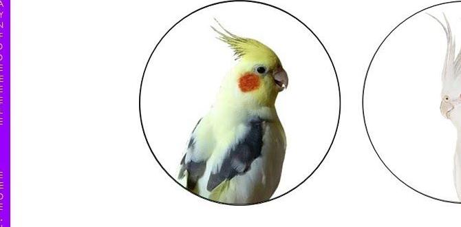 Whiteface vs lutino cockatiel identification Whiteface vs lutino cockatiel identification