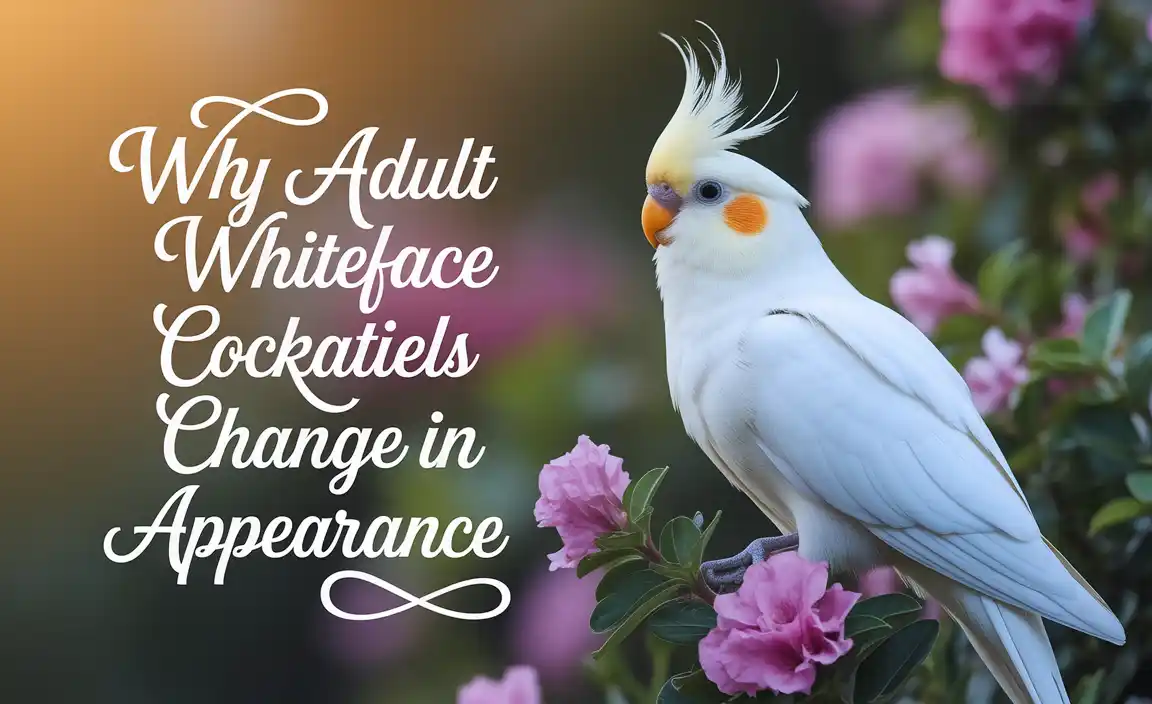 Why Adult Whiteface Cockatiels Change In Appearance