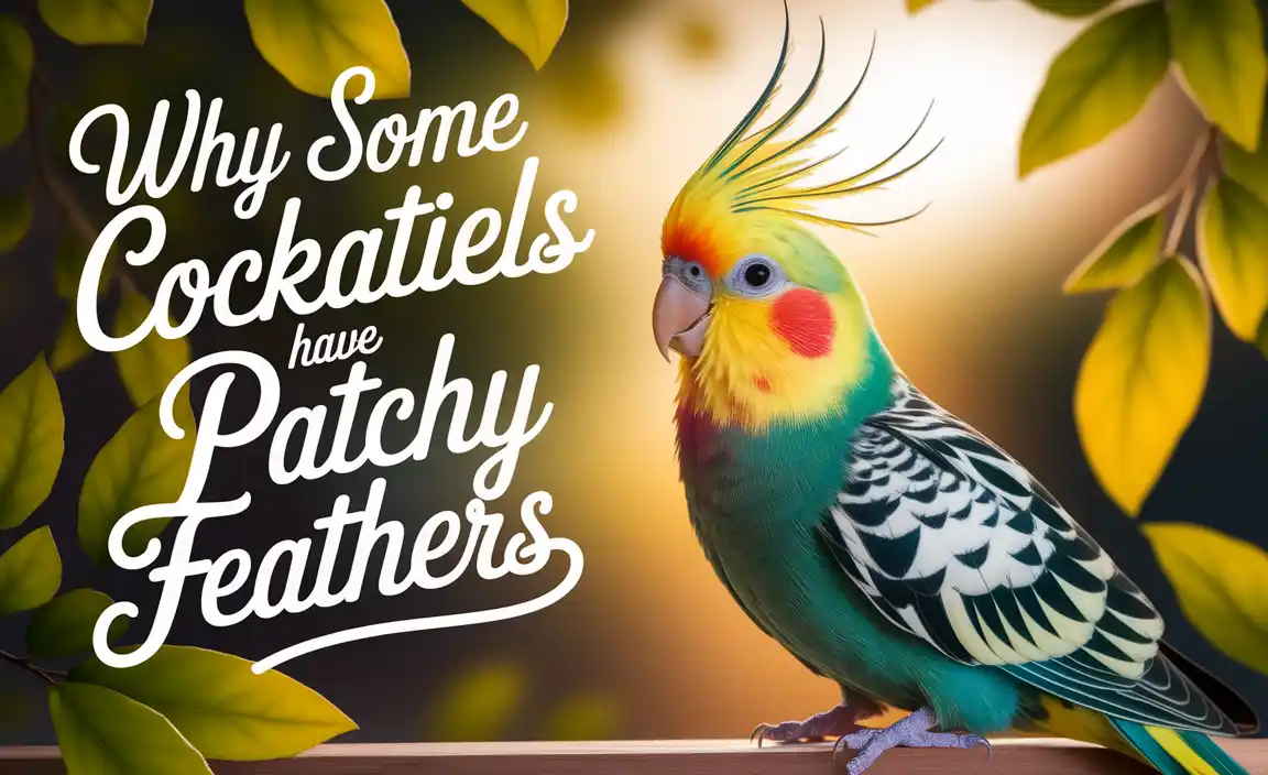 Why Some Cockatiels Have Patchy Feathers