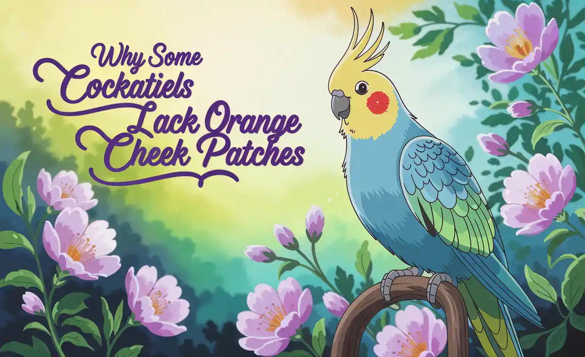 Why Some Cockatiels Lack Orange Cheek Patches