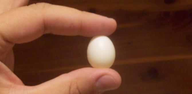 Why are cockatiel eggs soft or misshapen?