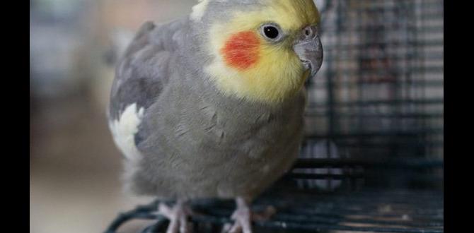 Why are some cockatiels brighter than others? Why are some cockatiels brighter than others?