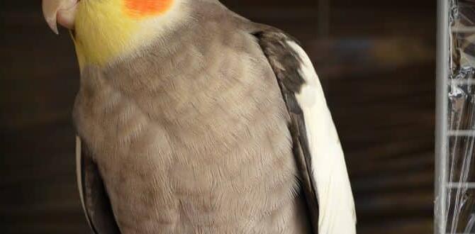 Why cockatiels sing more during mating season? Why cockatiels sing more during mating season?