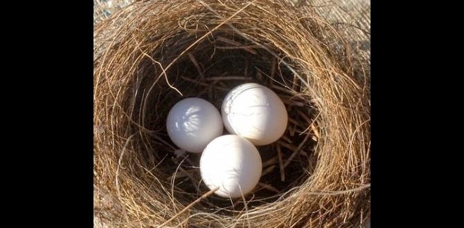 Why do cockatiels cover their eggs? Why do cockatiels cover their eggs?